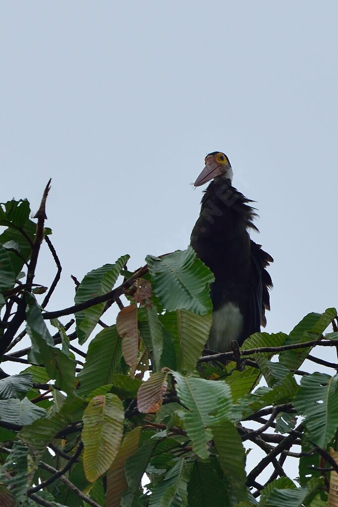 Storm's Stork