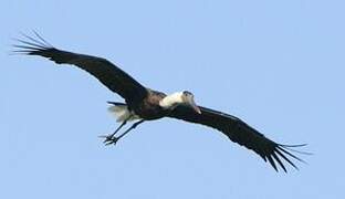 Woolly-necked Stork