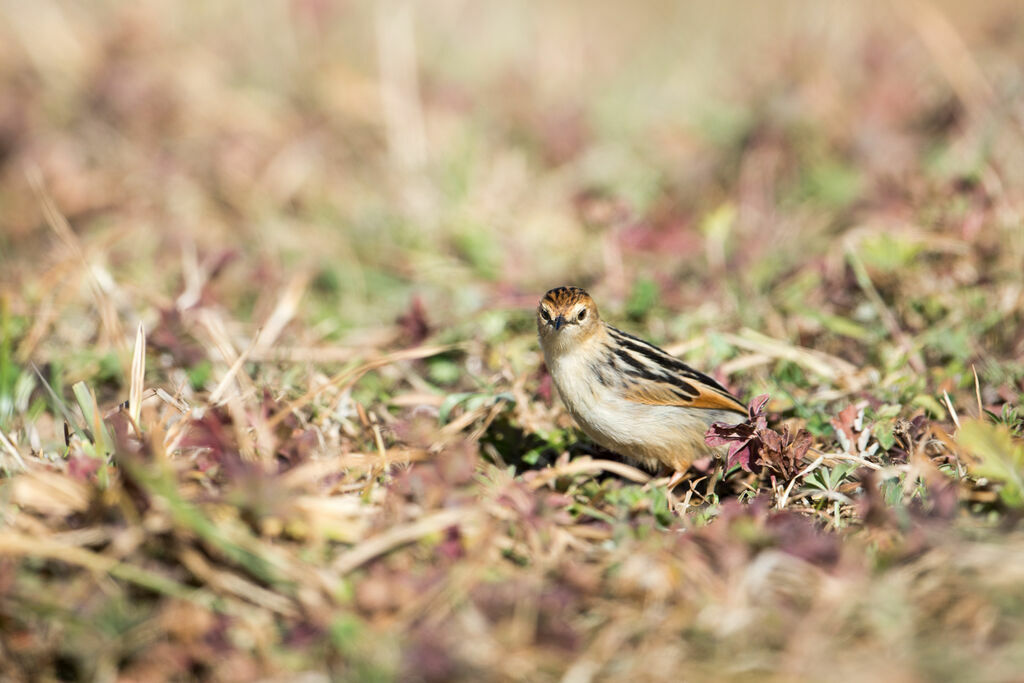 Ethiopian Cisticola