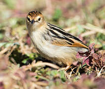 Ethiopian Cisticola