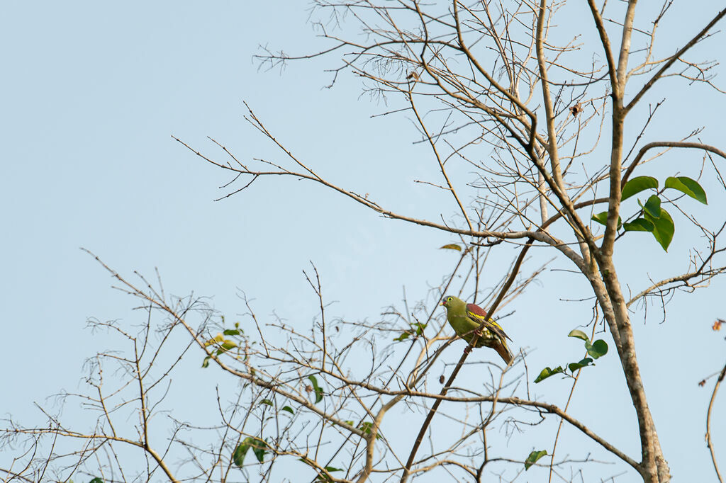 Thick-billed Green Pigeon