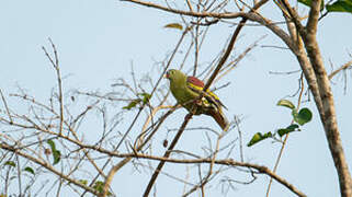 Thick-billed Green Pigeon