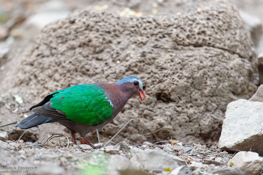 Common Emerald Dove male adult breeding, identification