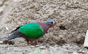 Common Emerald Dove