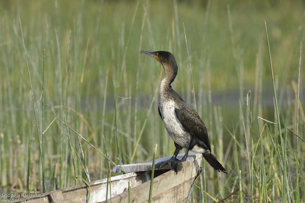 White-breasted CormorantSecond year, identification