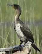 White-breasted Cormorant