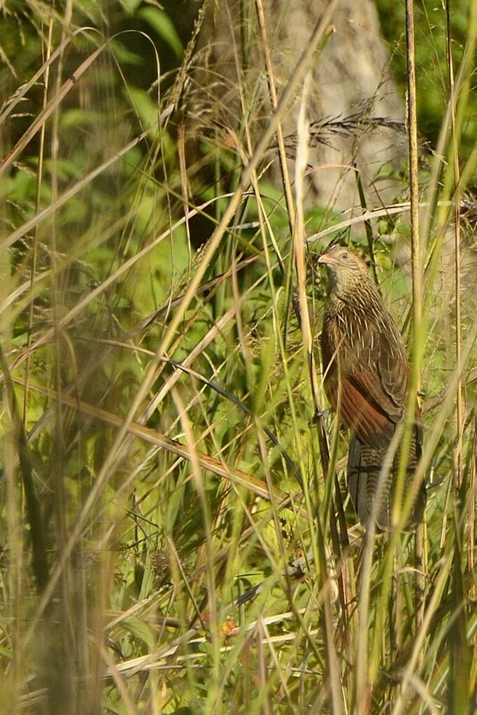 Lesser Coucal