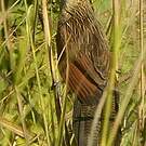 Coucal rufin