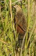 Lesser Coucal