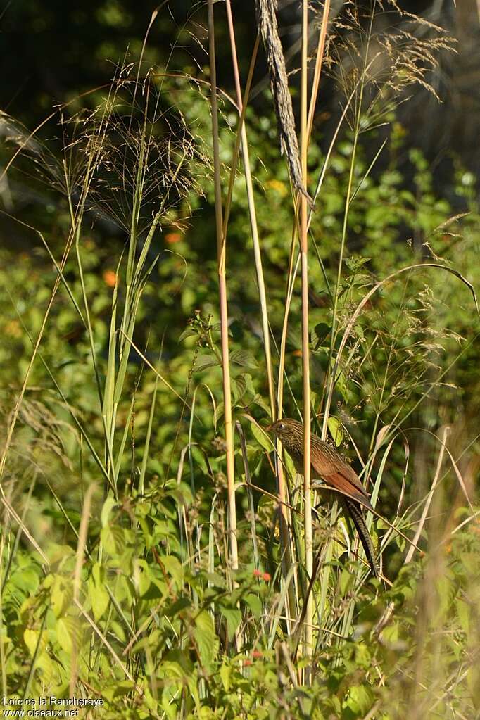 Lesser Coucaladult post breeding, habitat