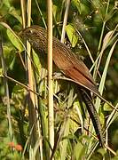 Coucal rufin