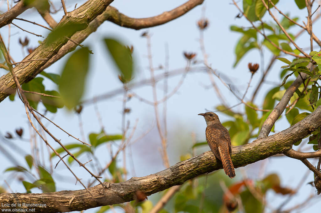 Plaintive Cuckoo female adult