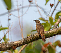 Plaintive Cuckoo