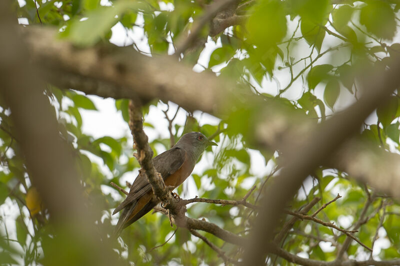 Plaintive Cuckoo male