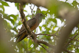 Plaintive Cuckoo