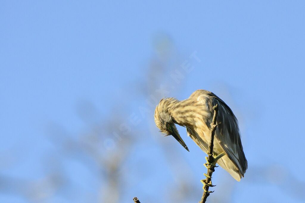 Indian Pond Heron