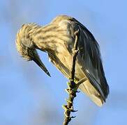 Indian Pond Heron