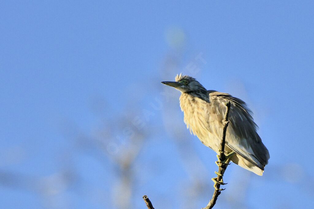 Indian Pond Heron