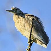 Indian Pond Heron