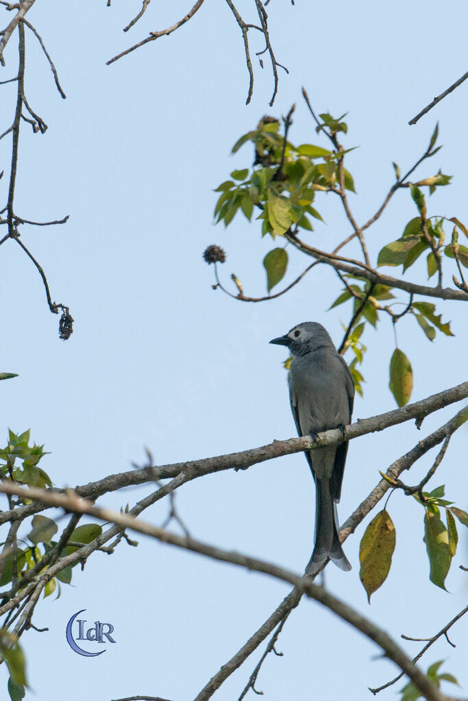 Drongo cendré