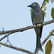 Drongo cendré