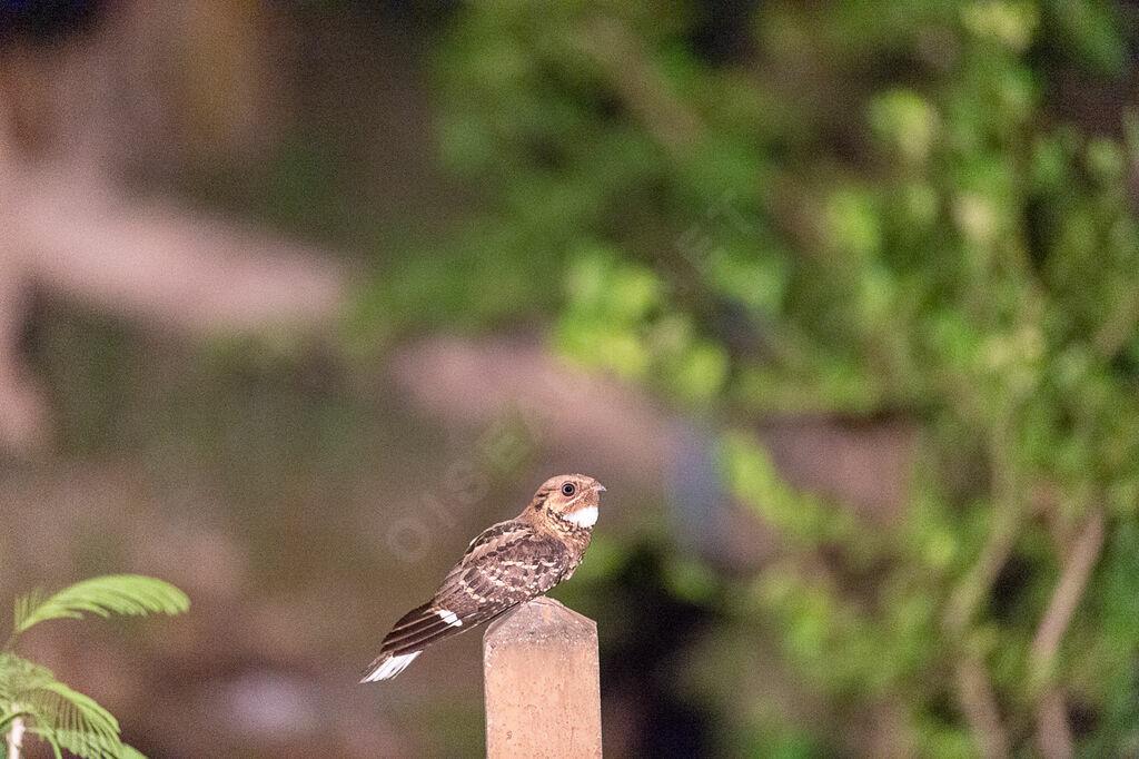 Large-tailed Nightjar