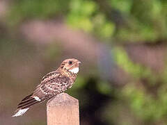 Large-tailed Nightjar