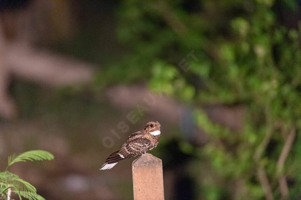 Large-tailed Nightjar