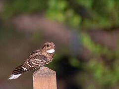 Large-tailed Nightjar