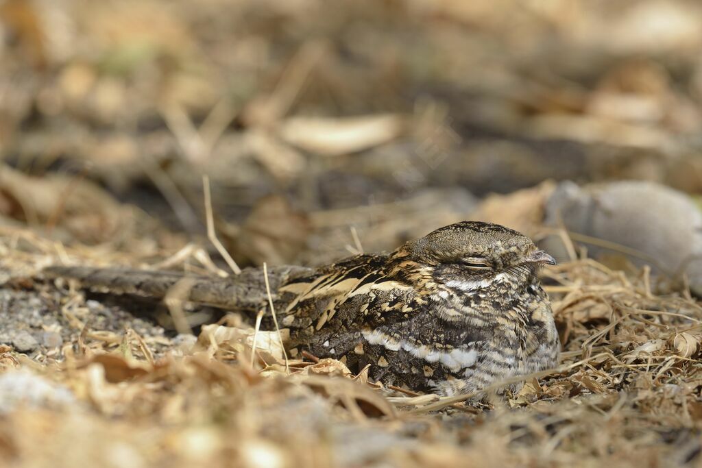 Slender-tailed Nightjar