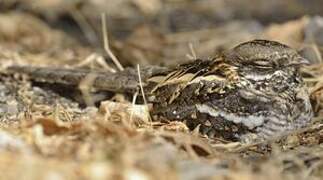 Slender-tailed Nightjar