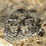 Slender-tailed Nightjar