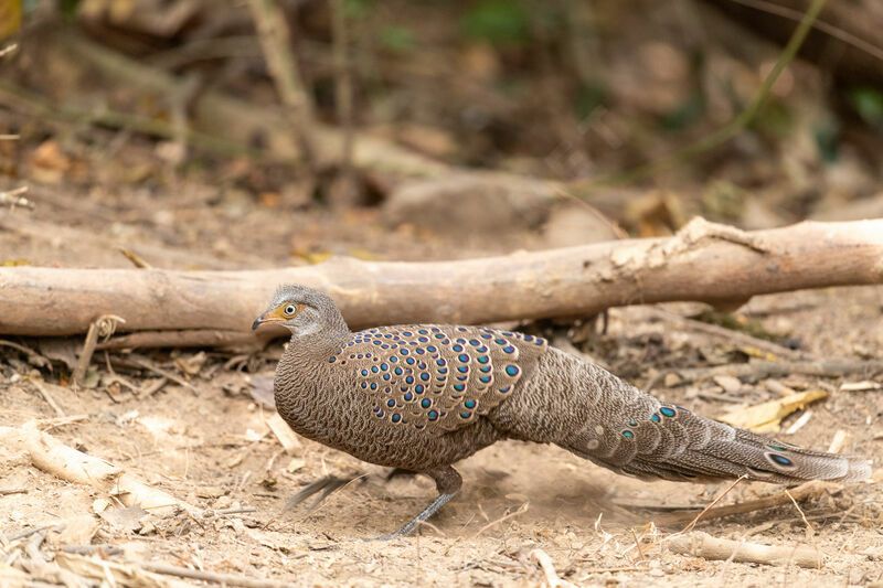 Grey Peacock-Pheasant male adult