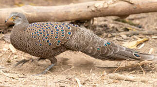 Grey Peacock-Pheasant