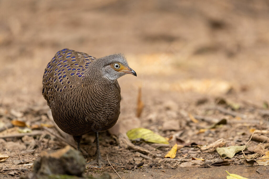 Grey Peacock-Pheasant male adult