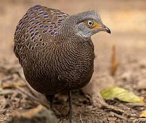 Grey Peacock-Pheasant