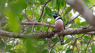 Black-and-yellow Broadbill