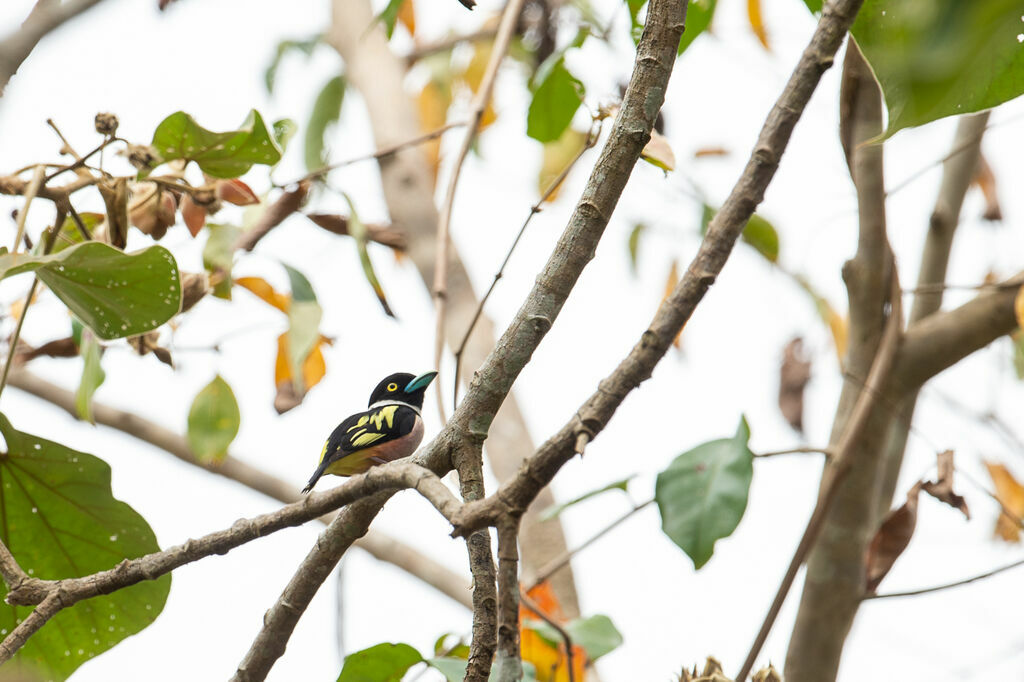 Black-and-yellow Broadbill