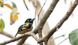 Black-and-yellow Broadbill