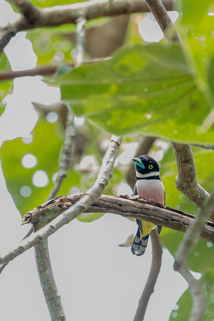 Black-and-yellow Broadbill