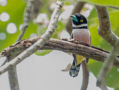 Black-and-yellow Broadbill