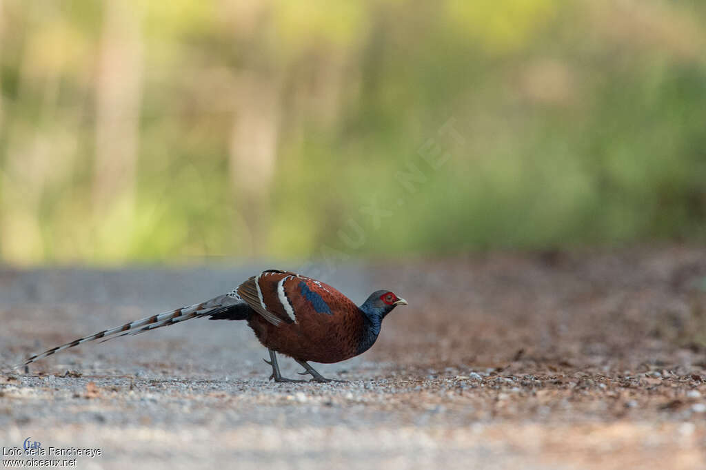 Mrs. Hume's Pheasant male adult, identification