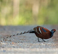 Mrs. Hume's Pheasant