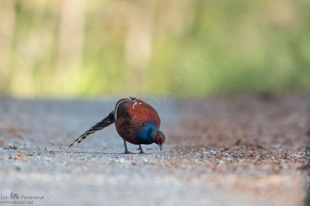 Mrs. Hume's Pheasant male adult, eats