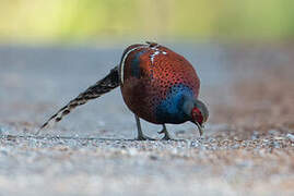 Mrs. Hume's Pheasant