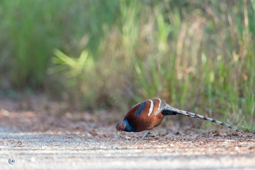 Mrs. Hume's Pheasant