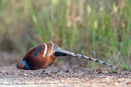 Mrs. Hume's Pheasant