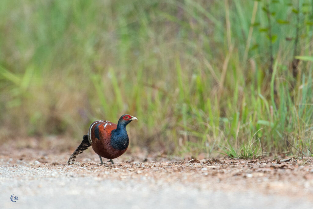 Mrs. Hume's Pheasant