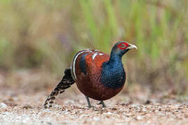 Mrs. Hume's Pheasant