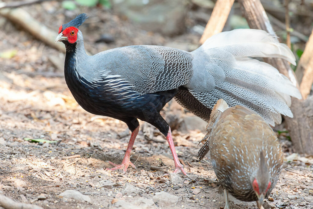 Kalij Pheasant male